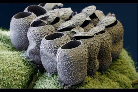 Butterfly eggs